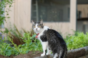 Our first girl, Bailey