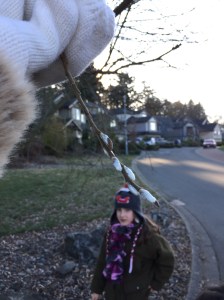 Found pussy willows budding on Jan 1, 2015