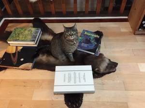 Maggie "helping" us restore an antique wolverine pelt.