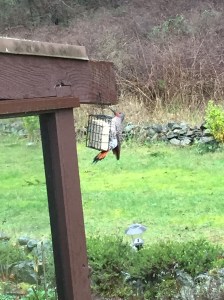 Northern Flicker at our suet feeder