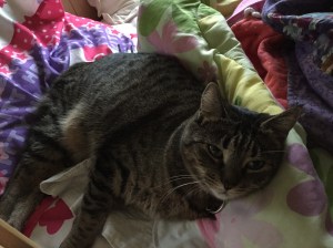 Whatever bed she's sleeping in, a child must steal her into theirs