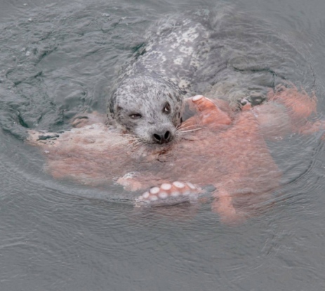 Photo: http://www.timescolonist.com/news/local/seal-and-octopus-battle-off-victoria-s-ogden-point-1.1757371