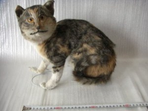 Badly-Stuffed-Animals-Facebook-Group-Website-Brings-Us-Horrifying-Taxidermy-Fails-FT-IMAGE