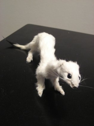 Holy crap, no wonder this ermine died. Preserved perfectly, as it was found