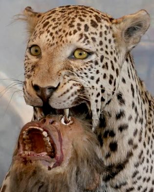 tumblr_lm6ftloOSM1qkmnl1o1_400