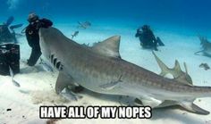 bf1961e3e3590ea3e4391ae42ba61217-big-tiger-tiger-shark