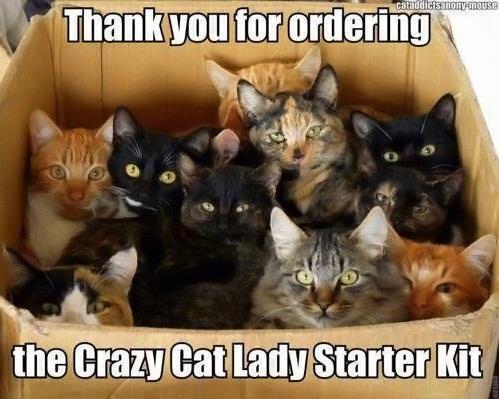 imthecrazycathoardingaunt_dec6a208e780cc8ba10220633befada1